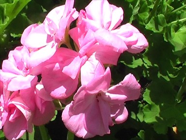 blommorca251