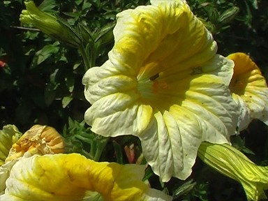 blommorca33