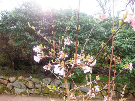 botaniska4