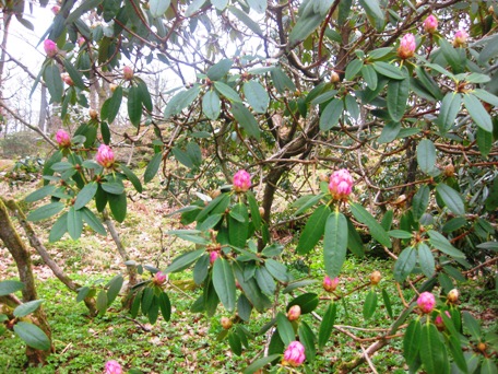 botaniska5