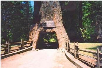 redwood1