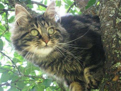 katt2
