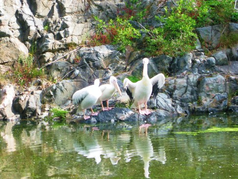 pelikaner