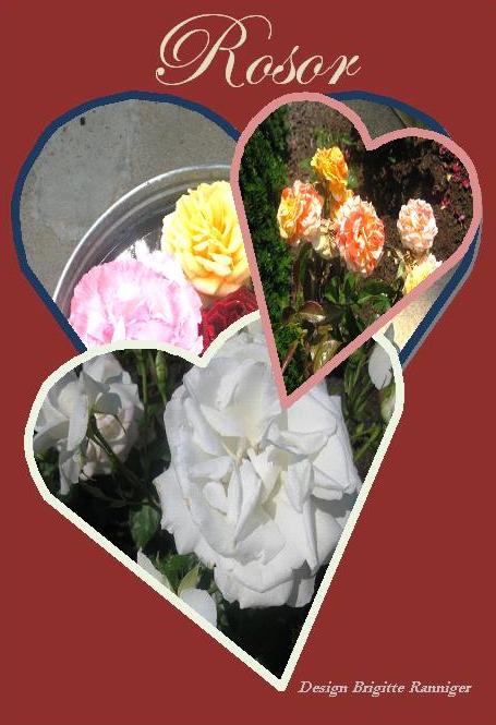 rosor1