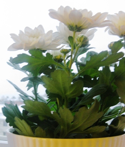 chrysanthemum1