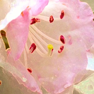 azaleadalen11