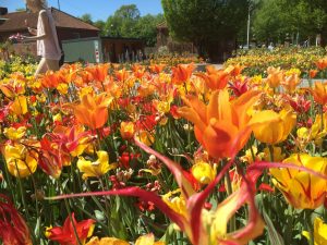 botaniska12maj2016